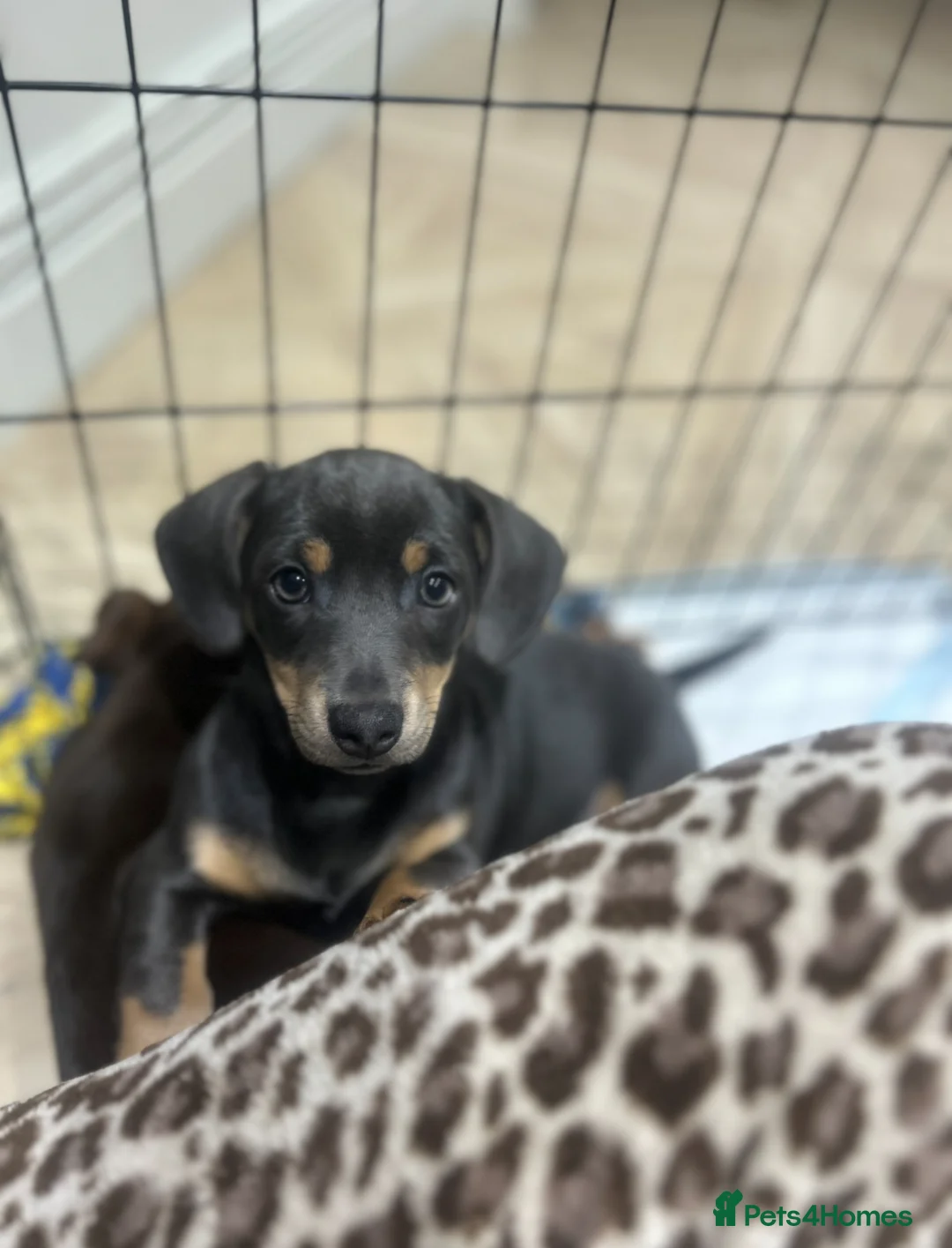 Chiweenie dogs for sale: Miniature Dachshund x Chihuahua  - Advert 3