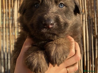 German Shepherd dogs Blue eyed long hair, blue German shepherds - Advert 8