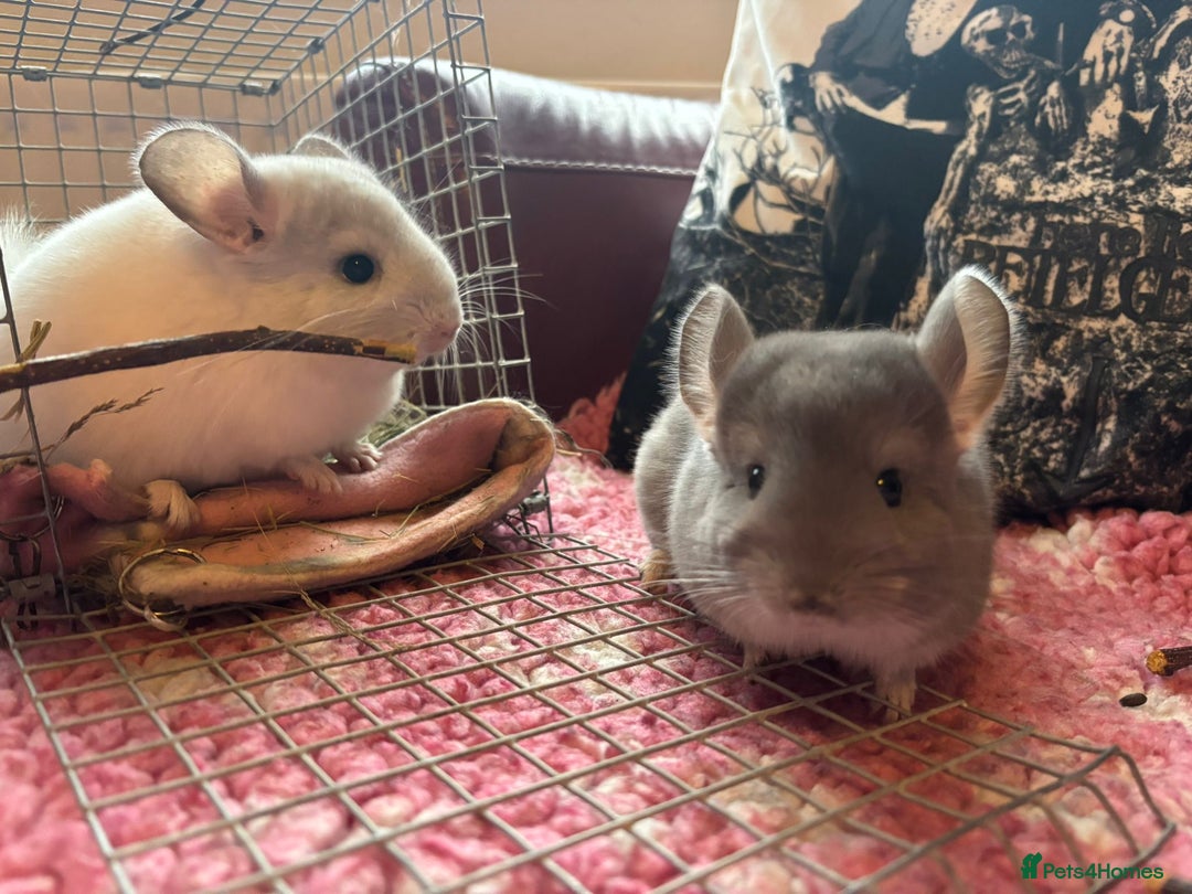 Chinchilla rodents for sale: Chinchilla babies - Image 2