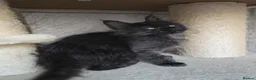 Maine Coon cats for sale: READY NOW Black Smoke Maine Coon Kitten - Advert 16