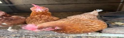 Chickens poultry for sale: chickens layer hens  - Advert 1