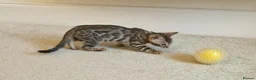 Bengal cats for sale: Female Bengal kittens x3 TICA registered  - Advert 17