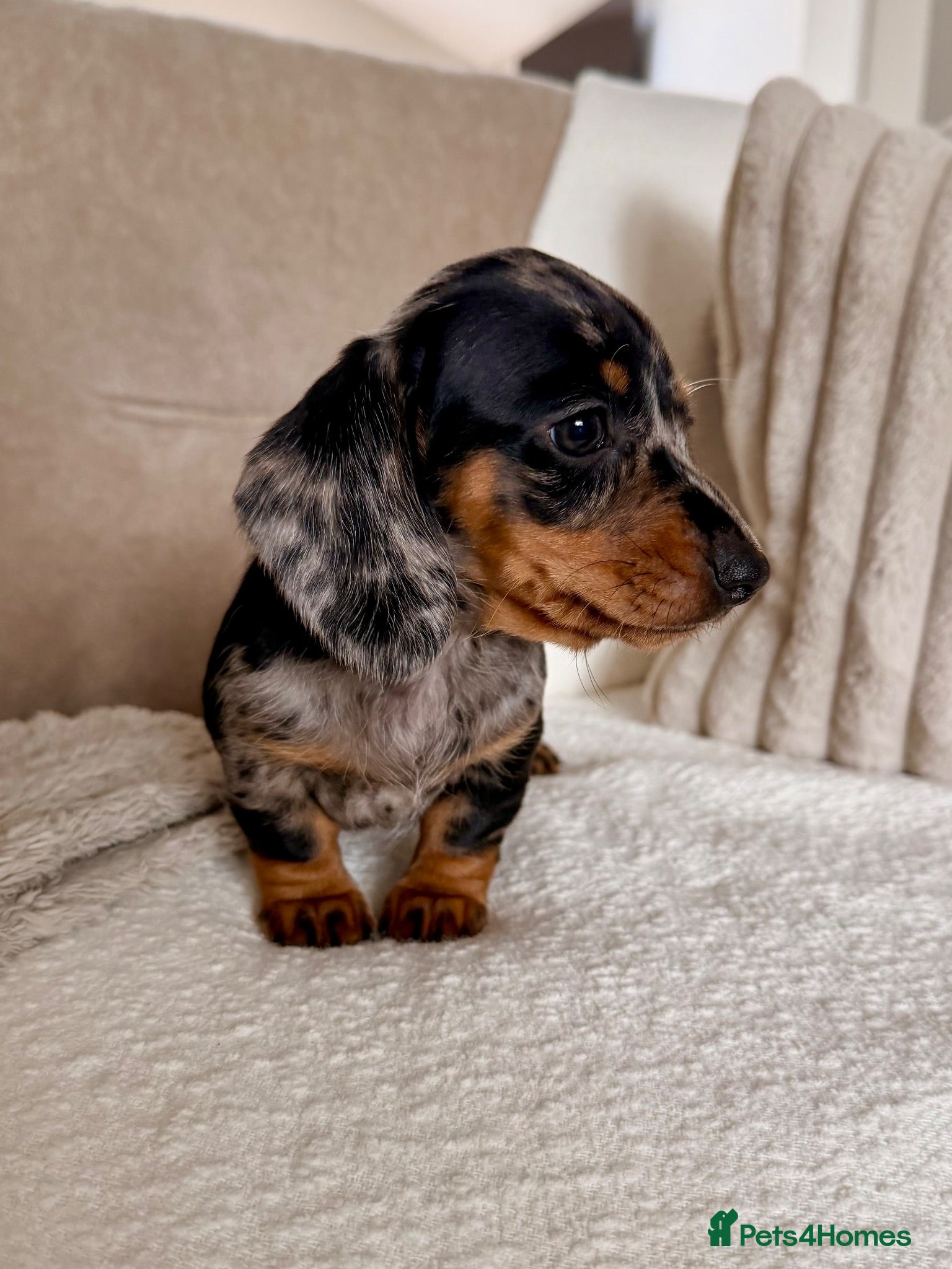 Miniature Dachshund dogs OUTSTANDING MINI SMOOTH DACHSHUND PUPPIES  - Advert 1