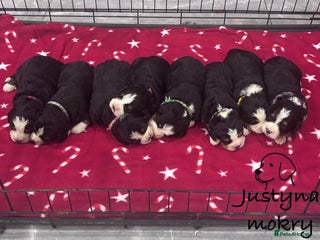 Bernese Mountain Dog dogs BMD Puppies JUST GIRL– Ready Just Before 25/12 - Advert 2