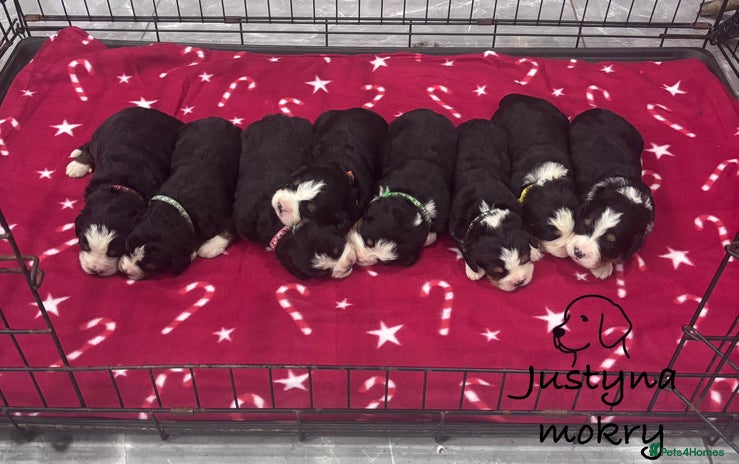 Bernese Mountain Dog dogs BMD Puppies JUST GIRL– Ready Just Before 25/12 - Advert 4