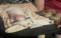 Mixed Breed dogs for sale: Female westiepoo  - Image 7