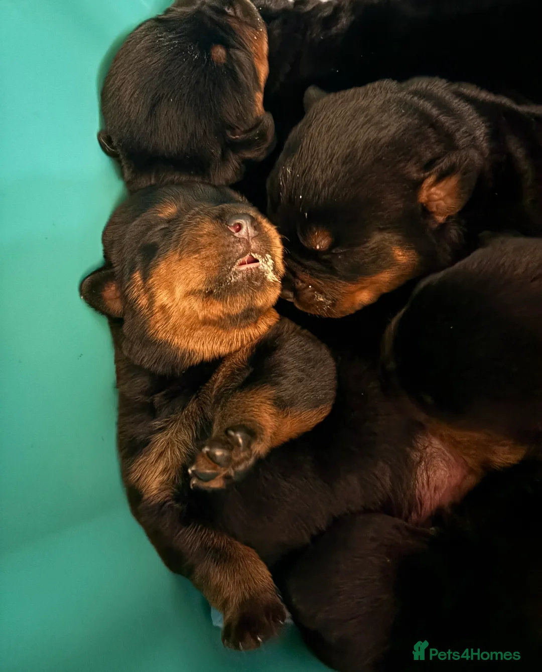 Rottweiler dogs for stud: HEALTH TESTED & HIP/ELBOW SCORED KC REG STUD in Witney - Advert 3