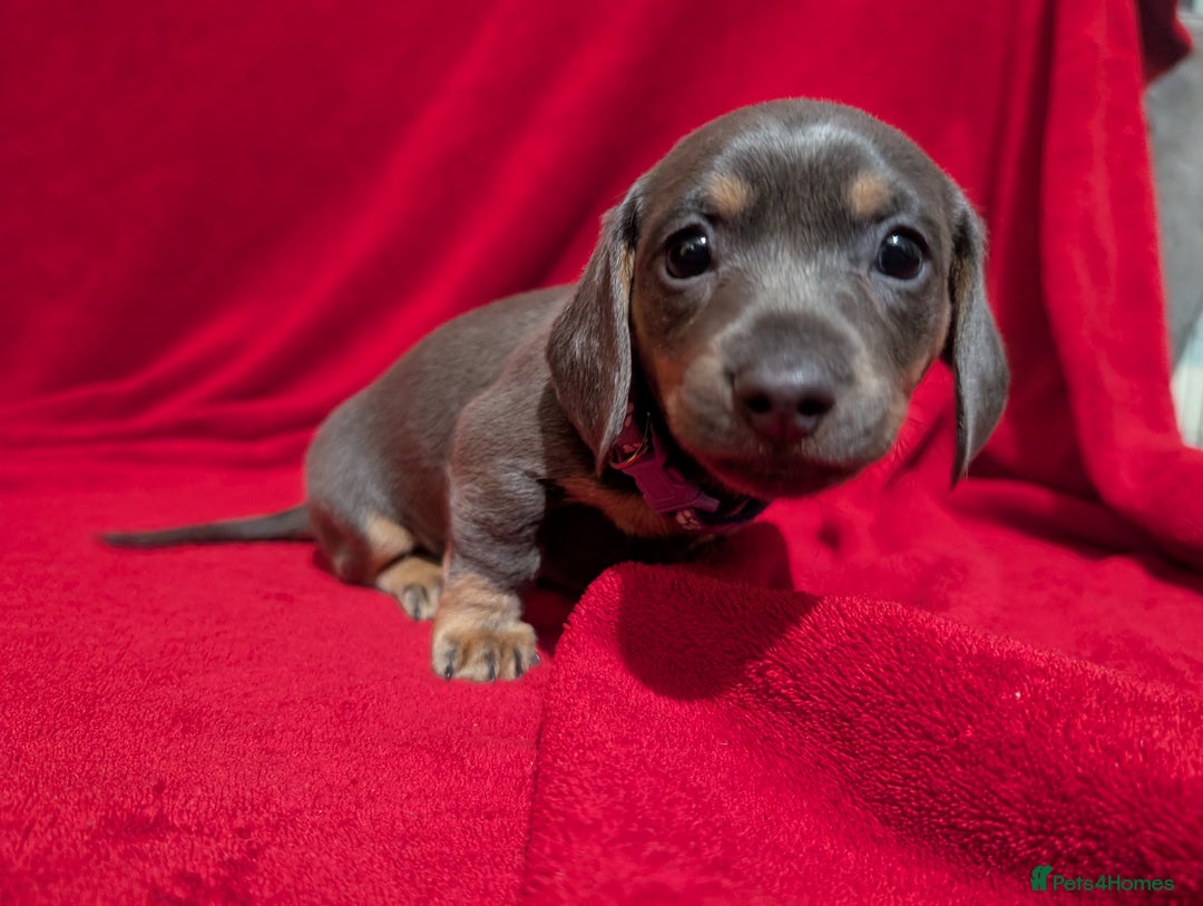 Miniature Dachshund dogs for sale: Miniature dashunds blue and tan - Advert 20