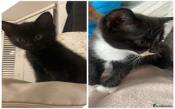 Mixed Breed cats for sale: 1 Kitty Left !  - Image 1