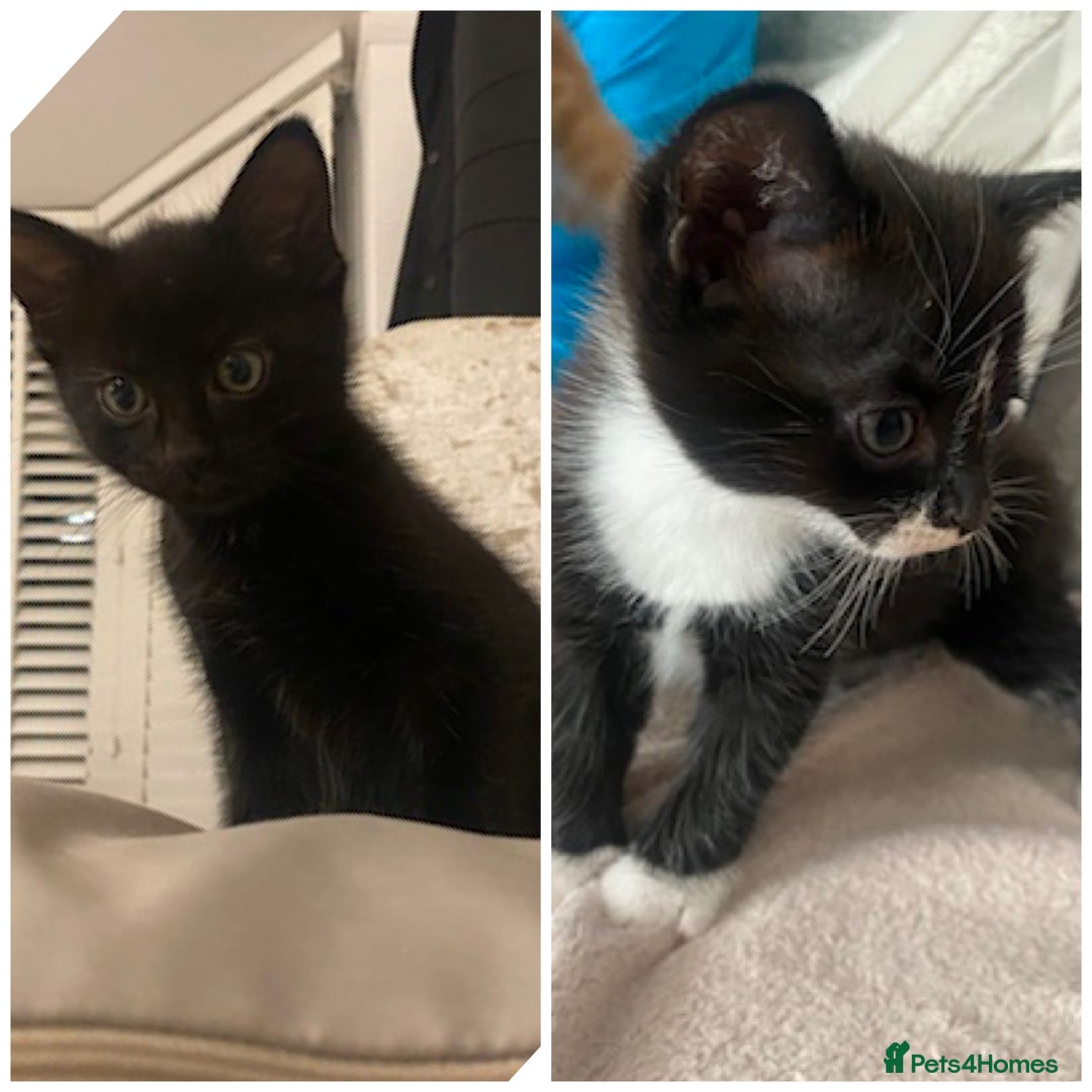 Mixed Breed cats for sale: 1 Kitty Left !  - Image 1