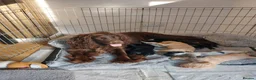 Sprocker dogs for sale: Stunning Sprocker Spaniel Puppies For Sale in Hull - Advert 1