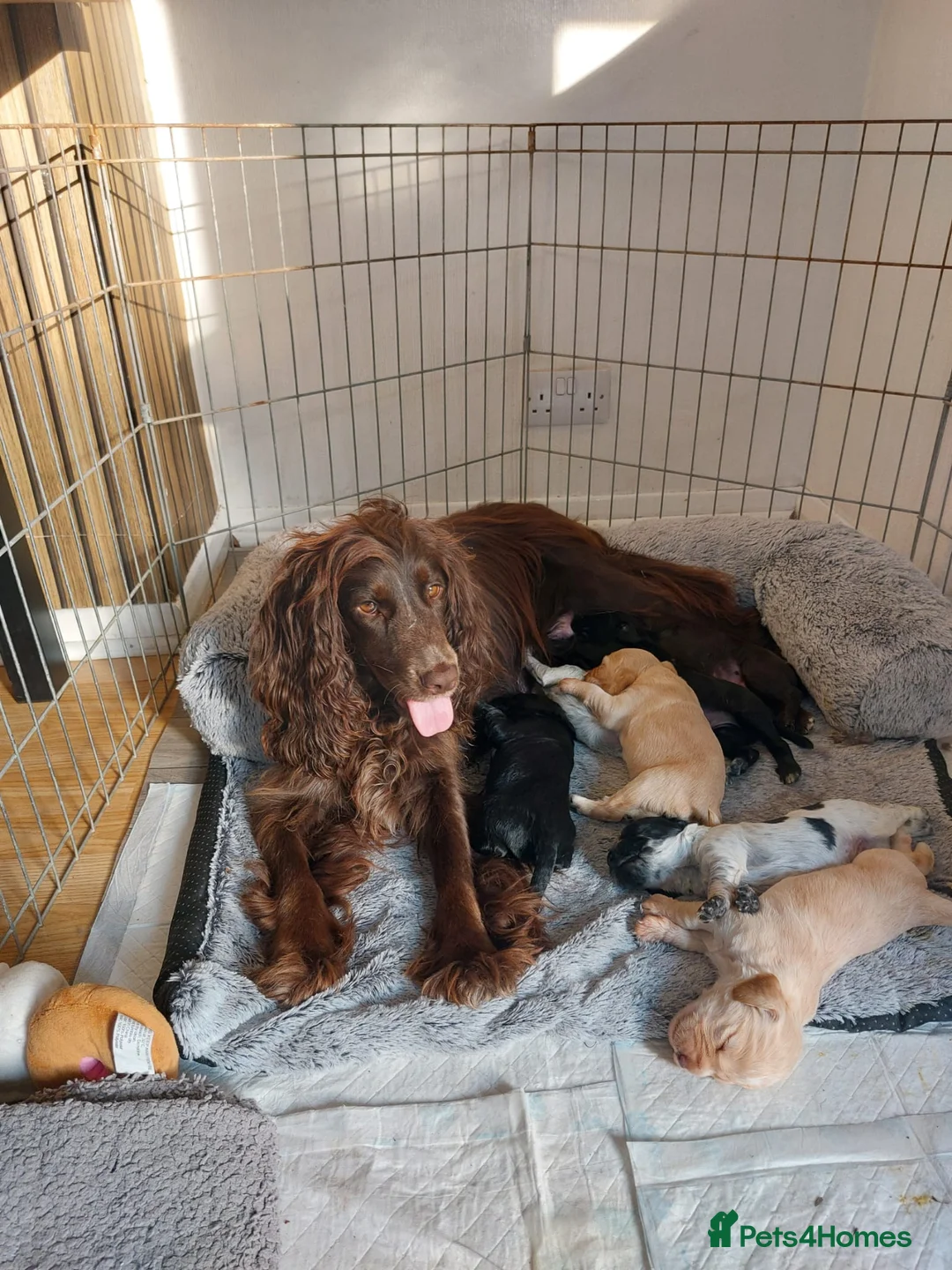 Sprocker dogs for sale: Stunning Sprocker Spaniel Puppies For Sale in Hull - Advert 1
