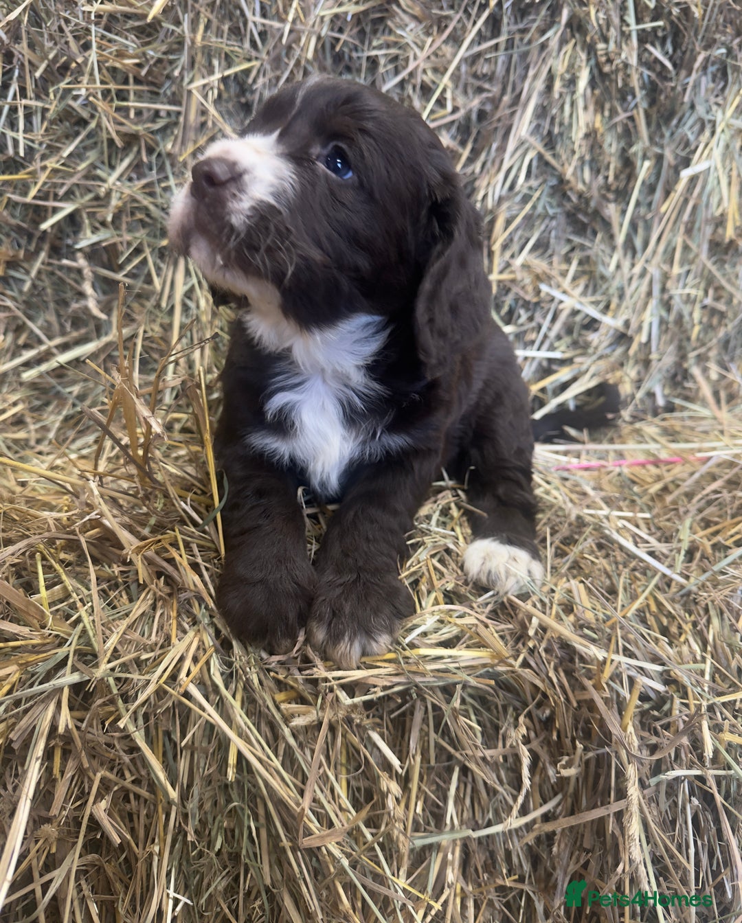 Cocker Spaniel dogs for sale: Health Tested Clear KC Registered Working Cockers - Advert 10