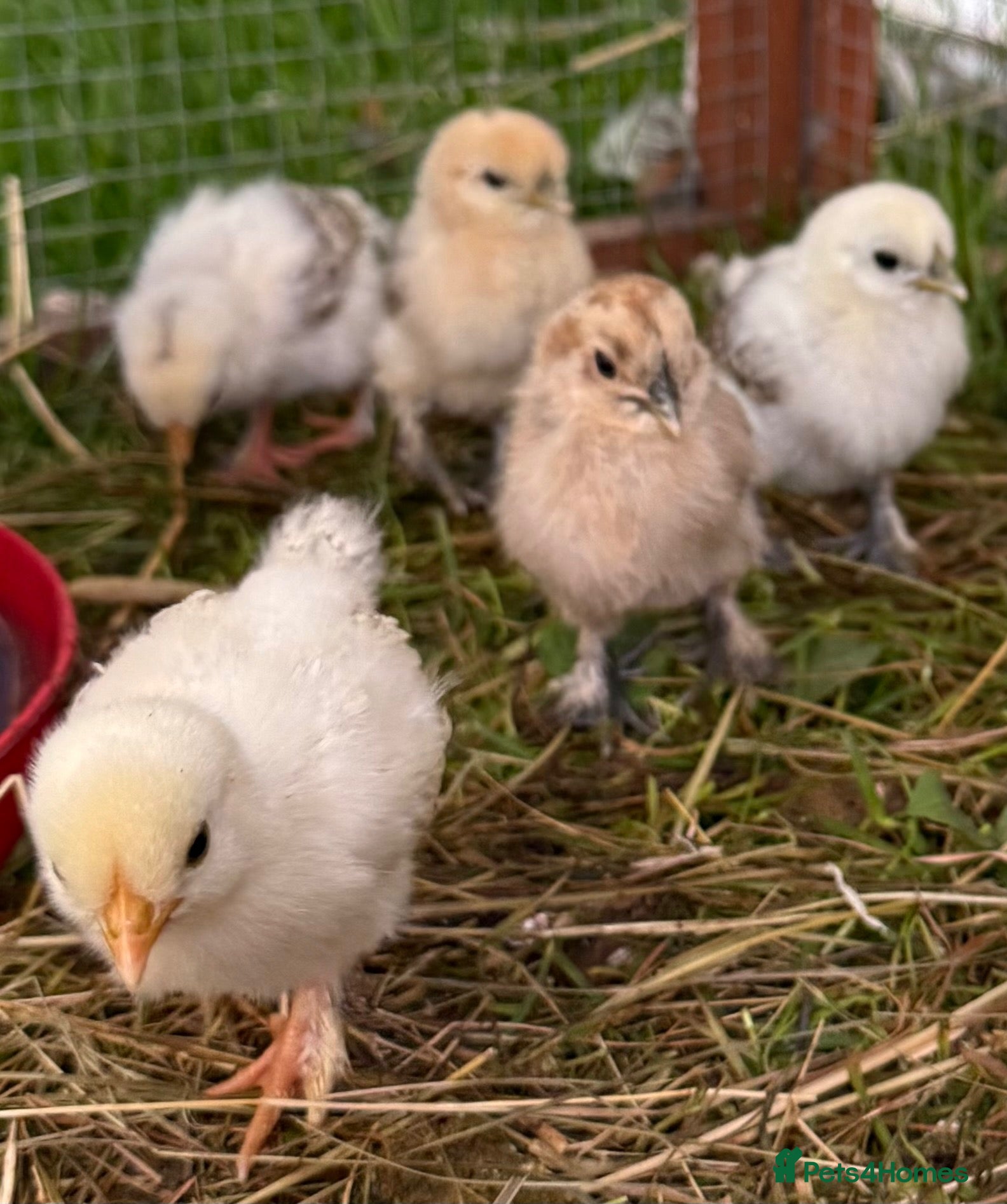 Chickens poultry 🐣 8 GORGEOUS 2 WEEKS OLD SILKIE CHICKS AVAILABLE  - Advert 1
