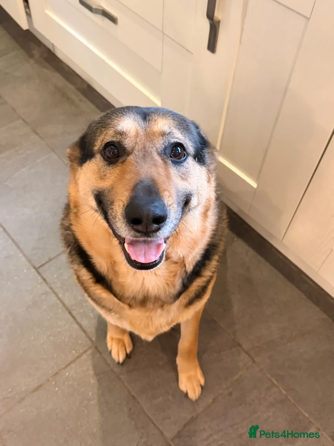 German Shepherd dogs for sale: Simba the Gentle Giant - Advert 2