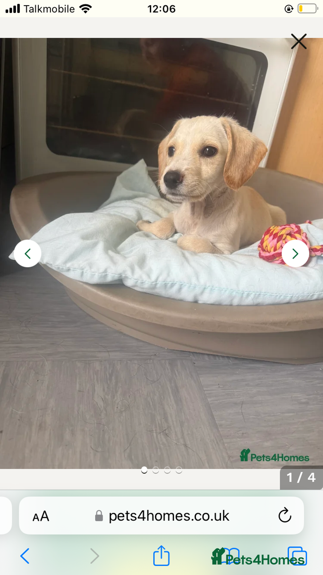 Mixed Breed dogs for sale: Milo 12 week old spaniel cross - Image 3