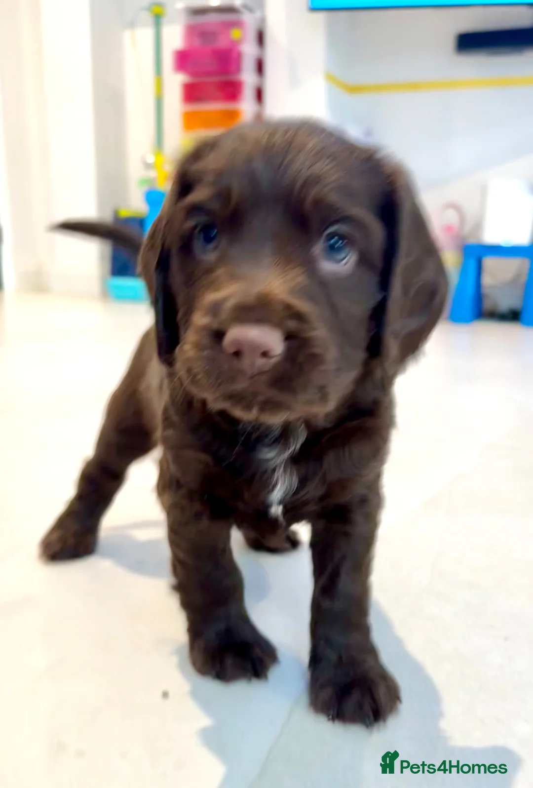 Sprocker dogs for sale: 2 Sprocker spaniel pups available for sale - Advert 2