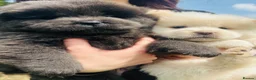 Chow Chow dogs for sale: 5 stunning puppies left !!!!  - Advert 6