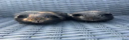 Guinea Pig rodents for sale: Two beautiful guinea pig sisters  - Advert 1