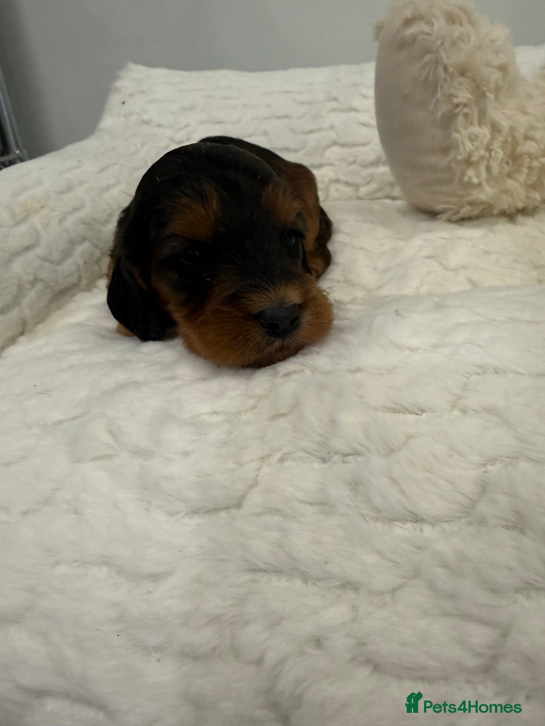 Cockapoo dogs for sale: 11 red sable, f1 cockapoo. KC & DNA clear parents - Advert 10