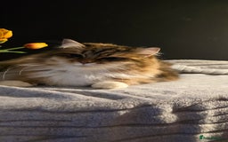 Siberian cats for sale: Siberian kittens Waiting list FIFe registrered - Image 13