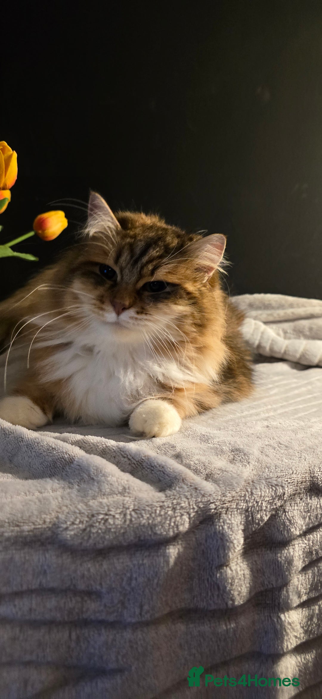 Siberian cats for sale: Siberian kittens Waiting list FIFe registrered - Image 13
