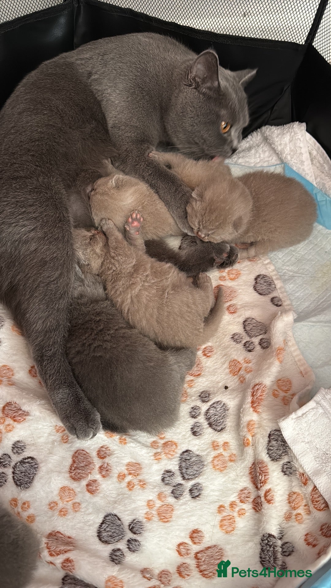 British Shorthair cats 5 Pedigree BSH Blue & Lilic TICA registered  - Advert 1