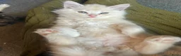 Perdoll cats for sale: READY NOW Persian Kitty’s for sale 🩶 - Advert 11