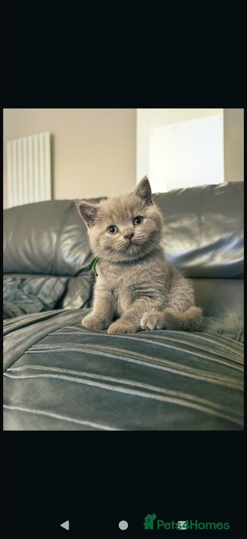 British Shorthair cats Stunning GCCF-Registered British Shorthair Kittens - Advert 2