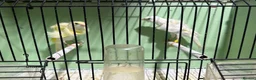 Canaries birds for sale: Beautiful Frilled Canaries – Pair with Cage - Advert 4
