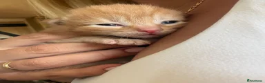 Full ginger boy