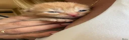 Mixed Breed cats for sale: 6 beautiful kittens - Advert 8