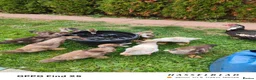 Ducks poultry for sale: Muscovy ducklings  - Advert 4