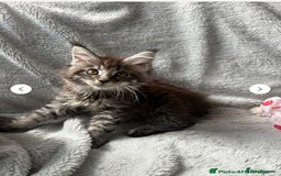Maine Coon cats for sale: maine coon  - Image 3