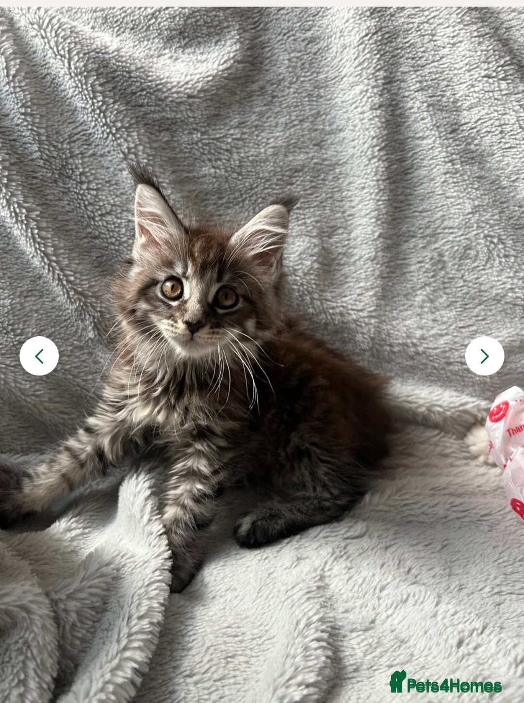 Maine Coon cats for sale: maine coon  - Image 3