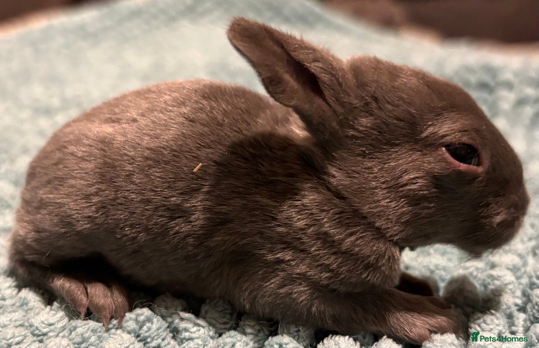 Rex rabbits for sale: Two beautiful rabbit litters - Image 11