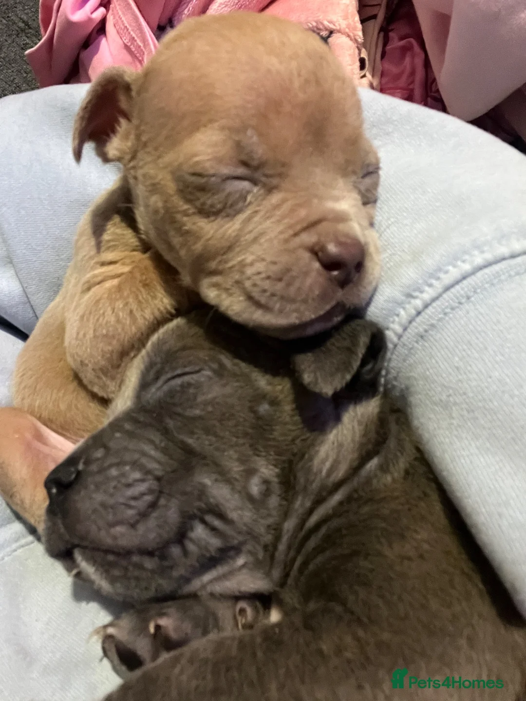 Mixed Breed dogs for sale: Pocket mix  in Dudley - Advert 2