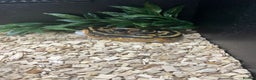 Python Snake reptiles for sale: Royal python snake  - Advert 5