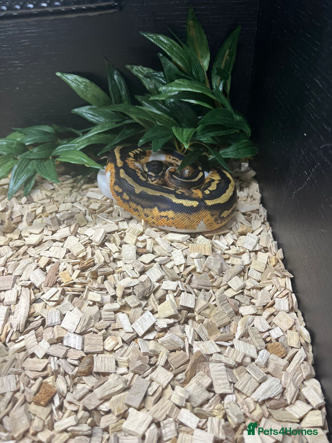 Python Snake reptiles for sale: Royal python snake  - Advert 5
