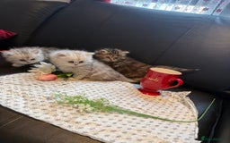 Ragdoll cats for sale: 🐾Fluffy Little Dreamers Are Here!🐈 - Image 14
