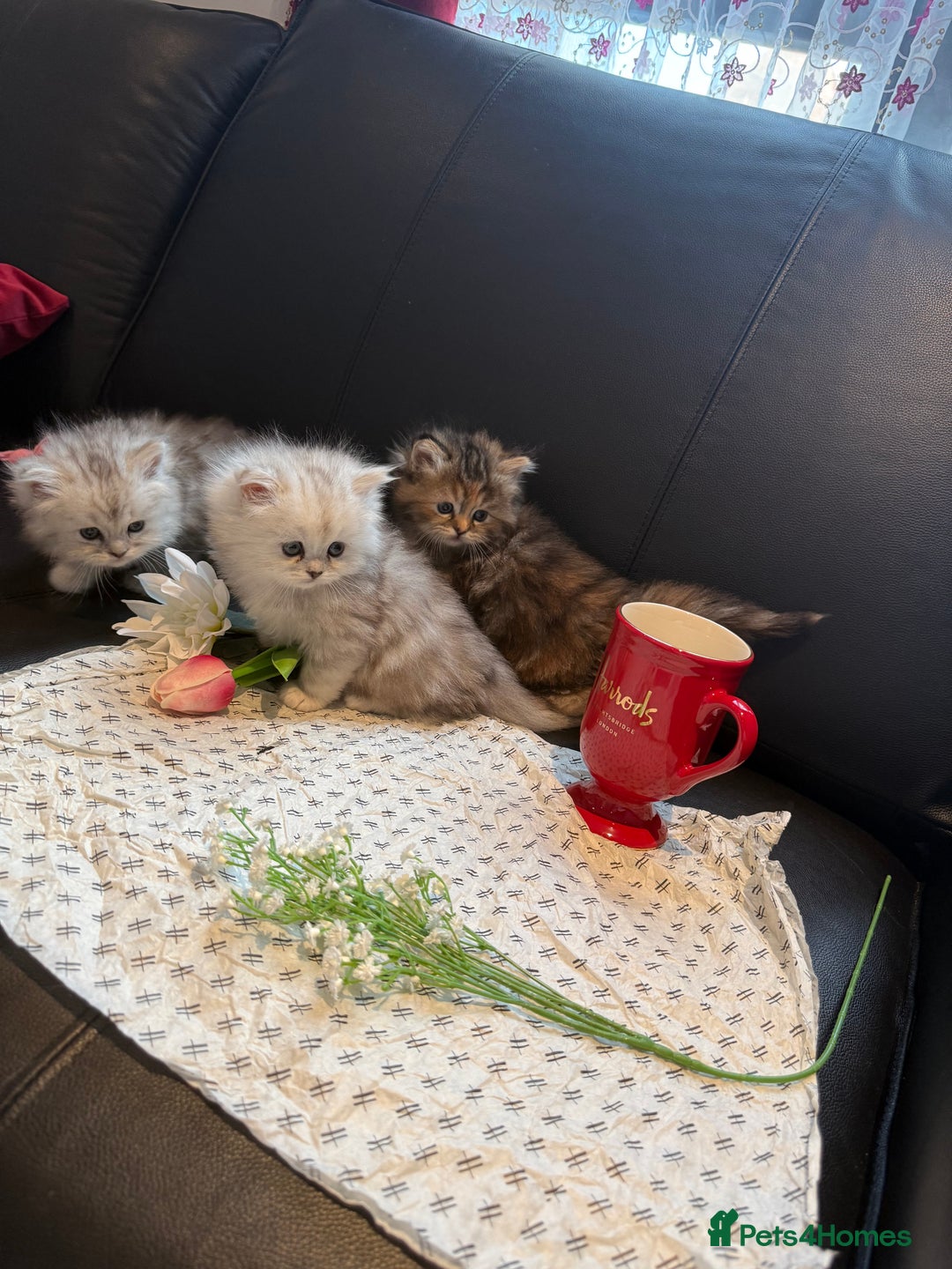 Ragdoll cats for sale: 🐾Fluffy Little Dreamers Are Here!🐈 - Image 14