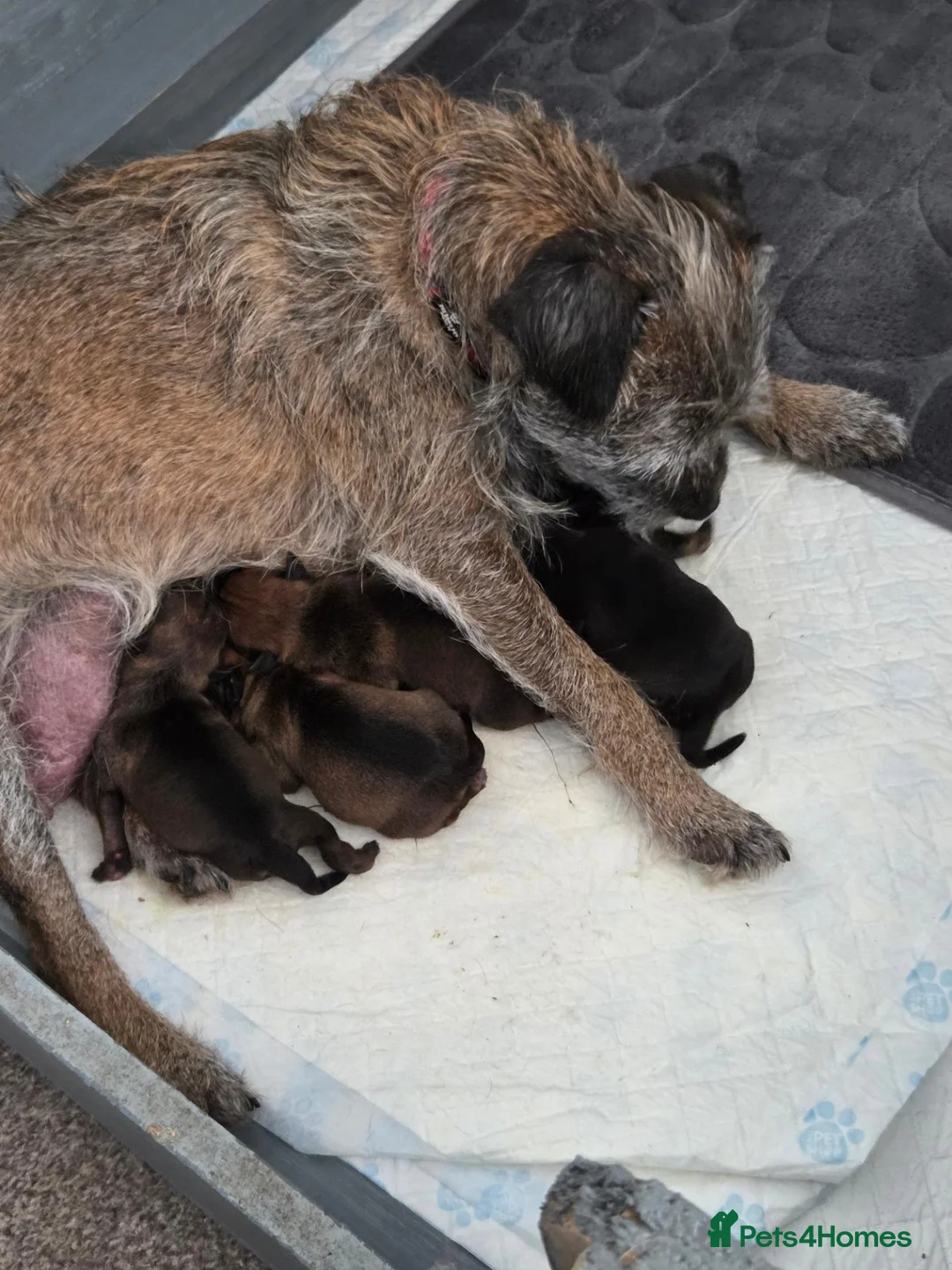 Border Terrier dogs for sale: Border terriers for sale  - Advert 1