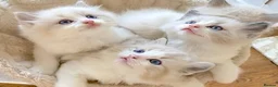 Ragdoll cats for sale: READY NOW *** INDOOR FULL PEDIGREE RAGDOLL KITTENS - Advert 1