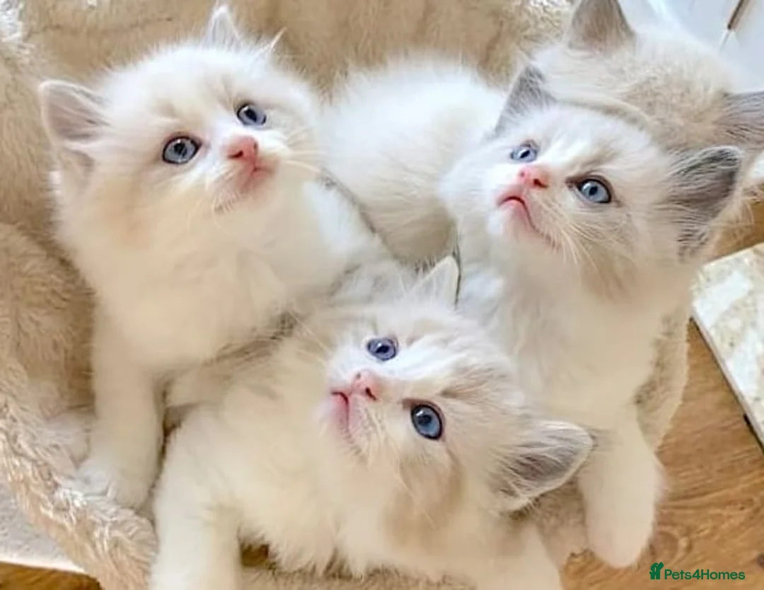 Ragdoll cats for sale: READY NOW *** INDOOR FULL PEDIGREE RAGDOLL KITTENS - Advert 1