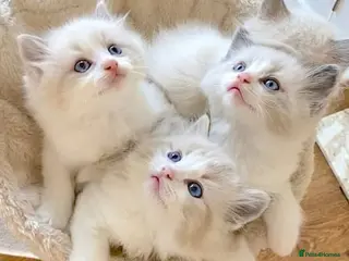 Ragdoll cats READY NOW *** INDOOR FULL PEDIGREE RAGDOLL KITTENS - Advert 1