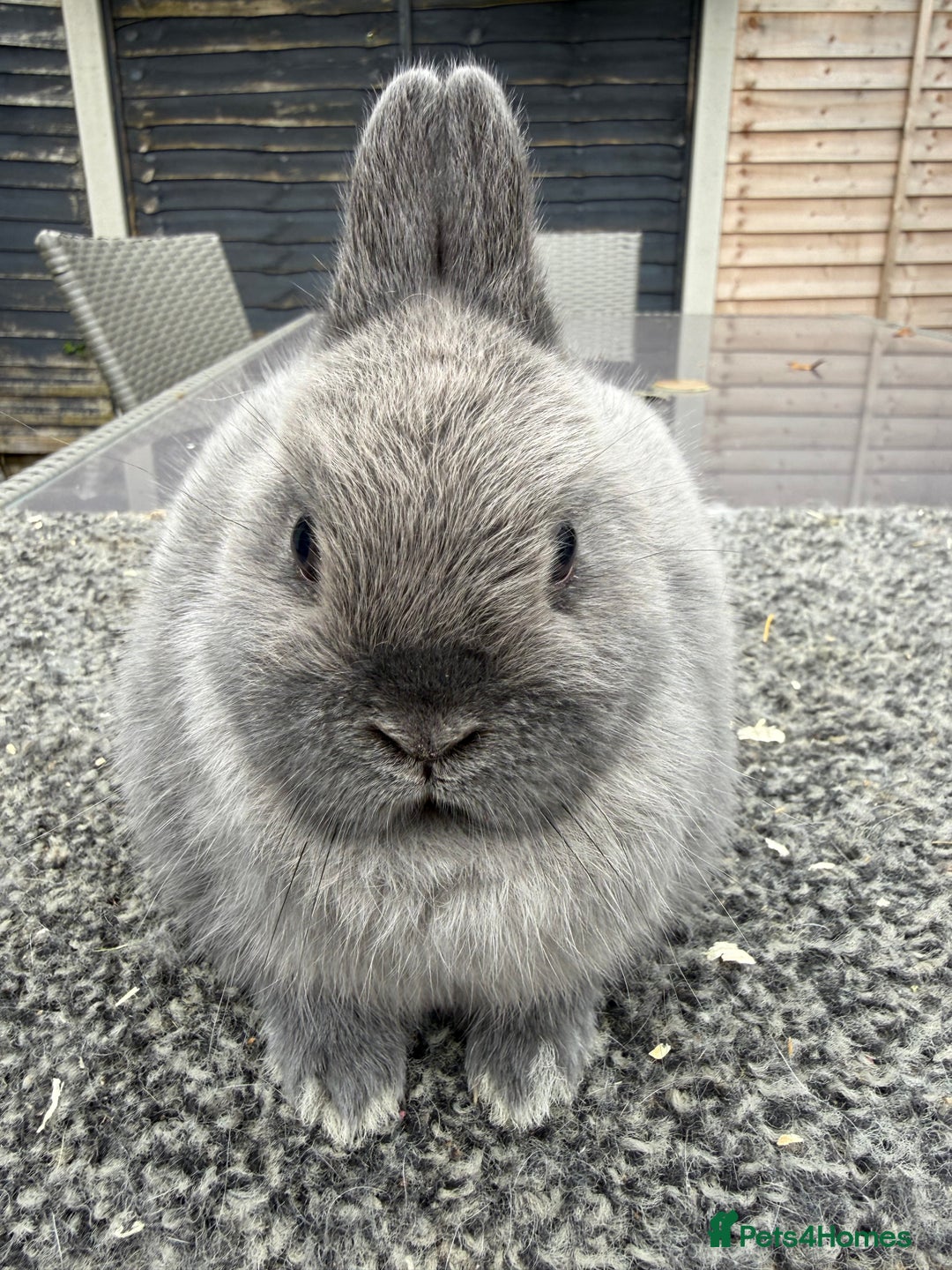 Netherland Dwarf rabbits for sale: Young Netherland Dwarfs - Advert 2