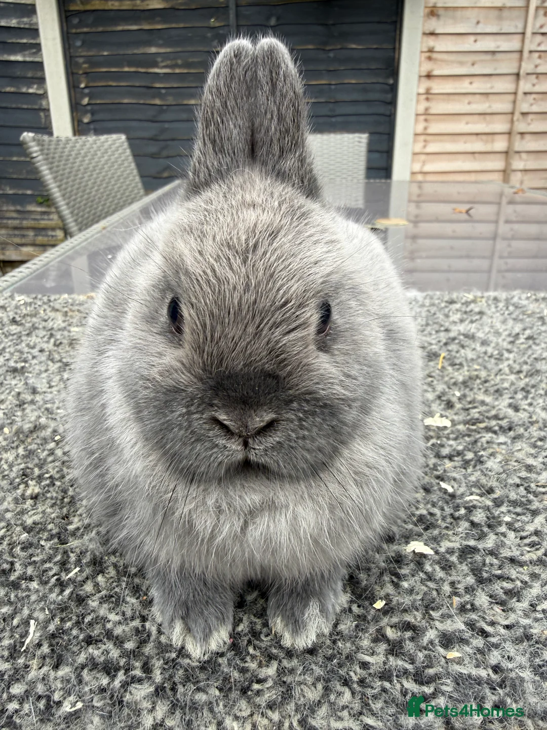 Netherland Dwarf rabbits for sale: Young Netherland Dwarfs - Advert 2