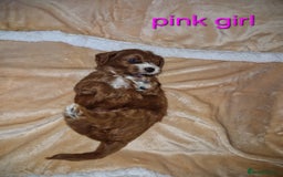 Cavapoo dogs for sale: Beautiful F1 cavapoo puppies - Image 2