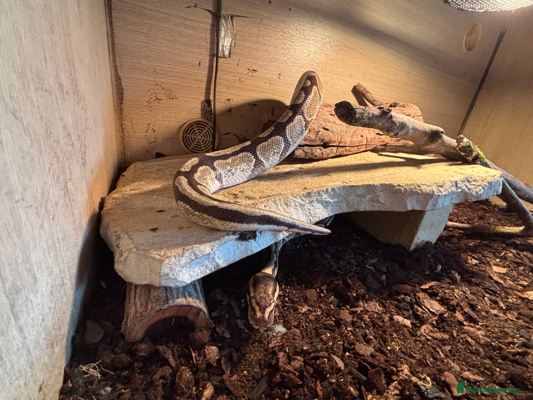 Python Snake reptiles for sale: Royal python - male -6 years old  - Image 3
