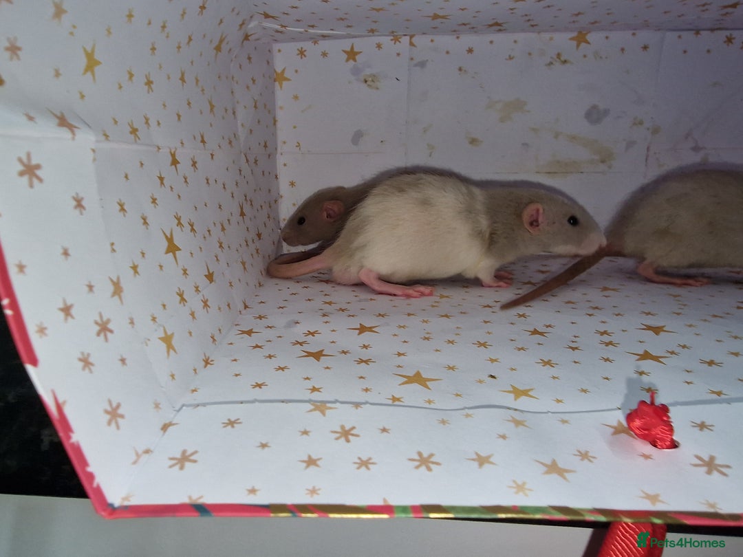 Rat rodents for sale: Baby dumbo rats - Advert 13